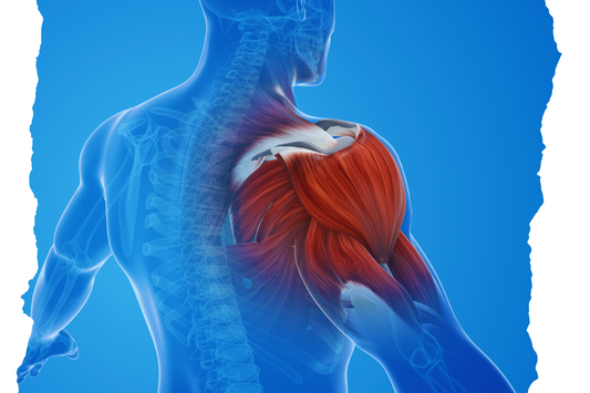 L-アルギニンの可能性 ― 多様な生理活性と機能性表示食品としての展開