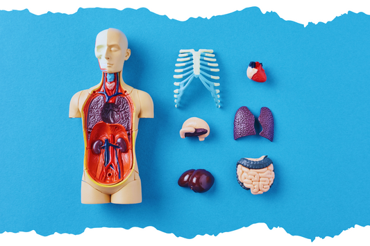 なぜ今エラグ酸が注目されているのか